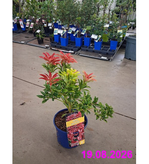 Pieris jap. 'Mountain Fire' C 2 L